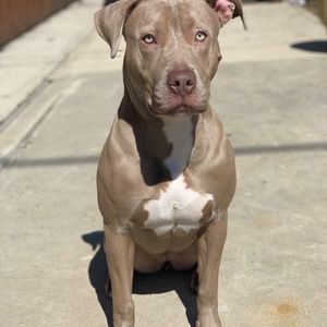 Meet your Posher, Abby